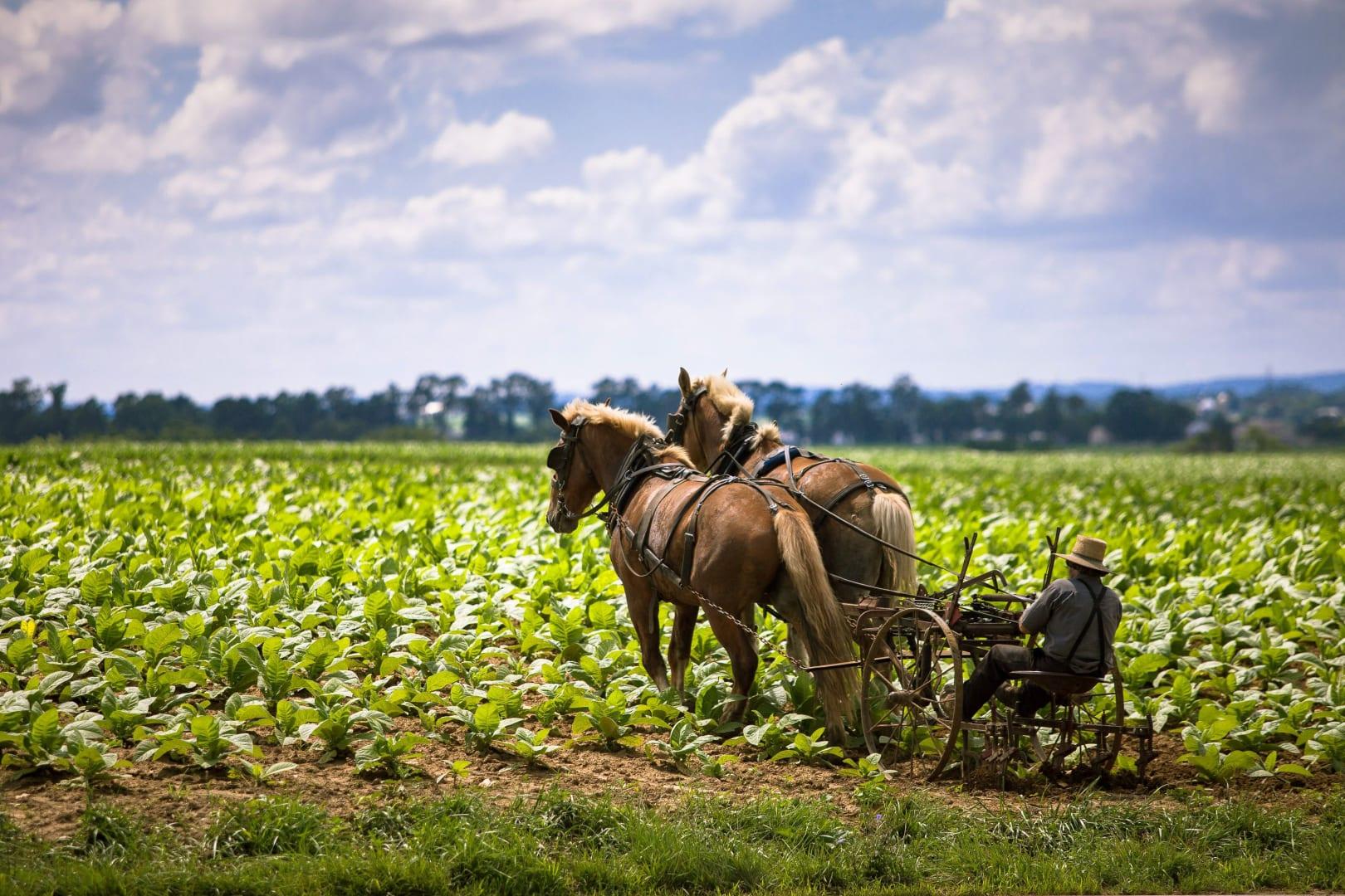 Agricultor Amish consigue victoria significativa en lucha contra sistema federal de agricultura