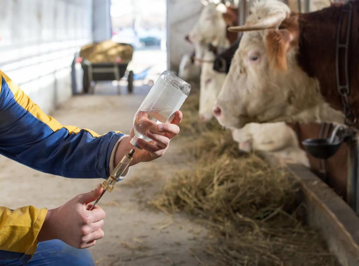 Necesidad percibida de vacunas de ARNm para el ganado - un síntoma de un problema mucho mayor